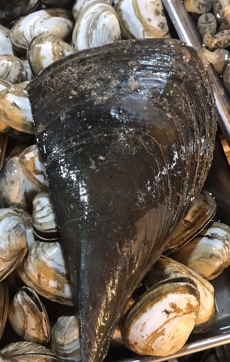牛角蛤