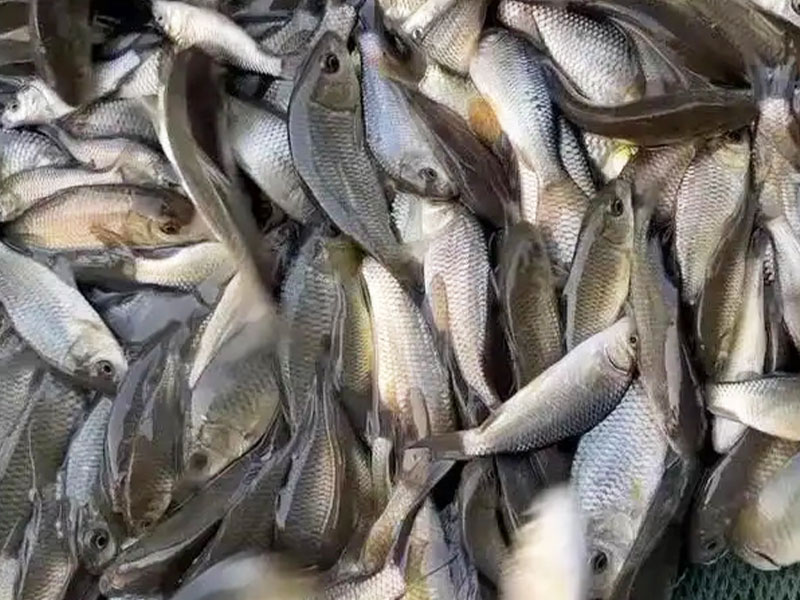 鲤鱼